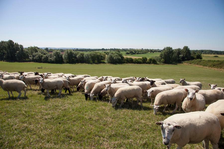 Abbey Farm Glamping & Cottage Thame Buitenkant foto